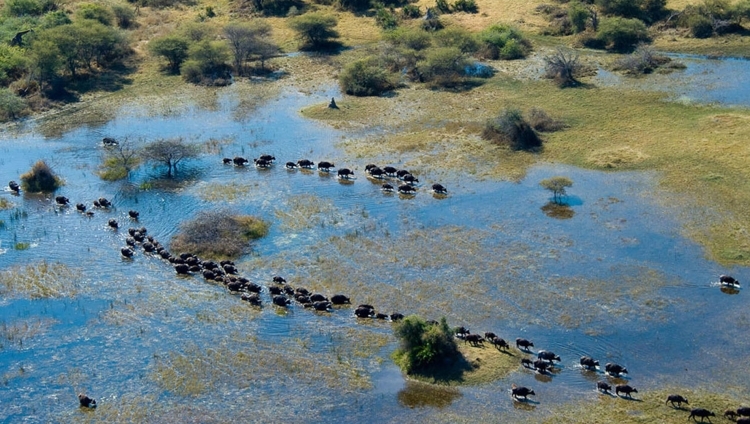 Vumbura Plains Camp - Das Delta